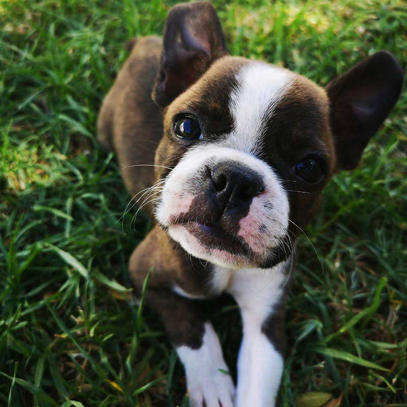 mowing the lawn